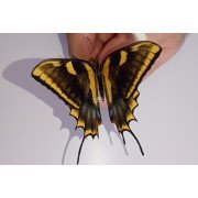 PAPILIO MULTICAUDATA FLETCHERI ABERRATION